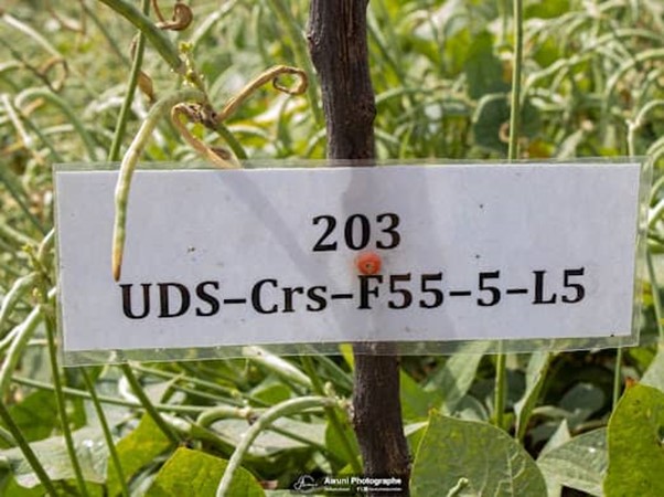 UDS Achieves Historic Breakthrough as Six Cowpea Varieties Secure Conditional National Approval